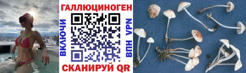 Псилоцибиновые грибы Psilocybe  даркнет сайт  Невьянск 